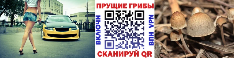 Галлюциногенные грибы ЛСД  Суджа 